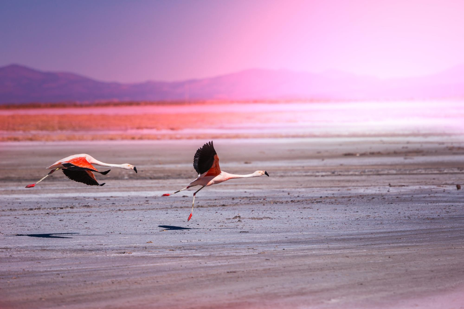 Explora el Delta del Ebro con Breemfy: avistamiento de flamencos y paseo en kayak en una experiencia ecológica única Si eres un amante de la naturaleza y las experiencias auténticas, el Delta del Ebro desde Deltebre te espera con una actividad que combina aventura, ecología y aprendizaje en un entorno privilegiado. Esta experiencia ecológica con avistamiento de flamencos y paseo en kayak guiado es perfecta para compartir en Breemfy, la app que convierte tus vivencias en dinero real. Navega entre lagunas y arrozales El Delta del Ebro es uno de los ecosistemas más importantes y variados de Europa, hogar de una rica biodiversidad que incluye una espectacular colonia de flamencos. Con un guía naturalista experto, recorrerás en kayak las tranquilas aguas del delta, navegando entre lagunas, canales y campos de arroz mientras descubres la fauna y flora local en su hábitat natural. Avistamiento de flamencos y otras aves Los flamencos son las estrellas del delta, con sus elegantes vuelos y brillantes plumas rosas. El guía te mostrará los mejores puntos para observarlos sin molestar su entorno, explicando curiosidades sobre su comportamiento, alimentación y migraciones. Además, podrás avistar otras especies autóctonas como garzas, cormoranes o foques. Descubre y comparte con Breemfy Esta experiencia no solo te conecta con la naturaleza, sino que también te permite compartirla y ganar con ello. Publica tus fotos, vídeos y relatos en Breemfy y recibe recompensas cada vez que otros usuarios se inspiren y participen en actividades similares gracias a tus recomendaciones. Cuanto más auténtico y detallado sea tu contenido, mayores serán las posibilidades de ingresos. Aventúrate en el Delta con Breemfy Vivir un día en el delta explorando sus paisajes en kayak es una forma sostenible y responsable de disfrutar la naturaleza. Con Breemfy, convierte esta aventura en una experiencia rentable: gana dinero real mientras fomentas el turismo ecológico y compartes momentos inolvidables con la comunidad. ¿Preparado para remar, observar y ganar? Descárgate Breemfy y únete a la revolución de las experiencias que pagan. El Delta del Ebro y sus flamencos te esperan con la mejor aventura ecológica para contar y monetizar.
